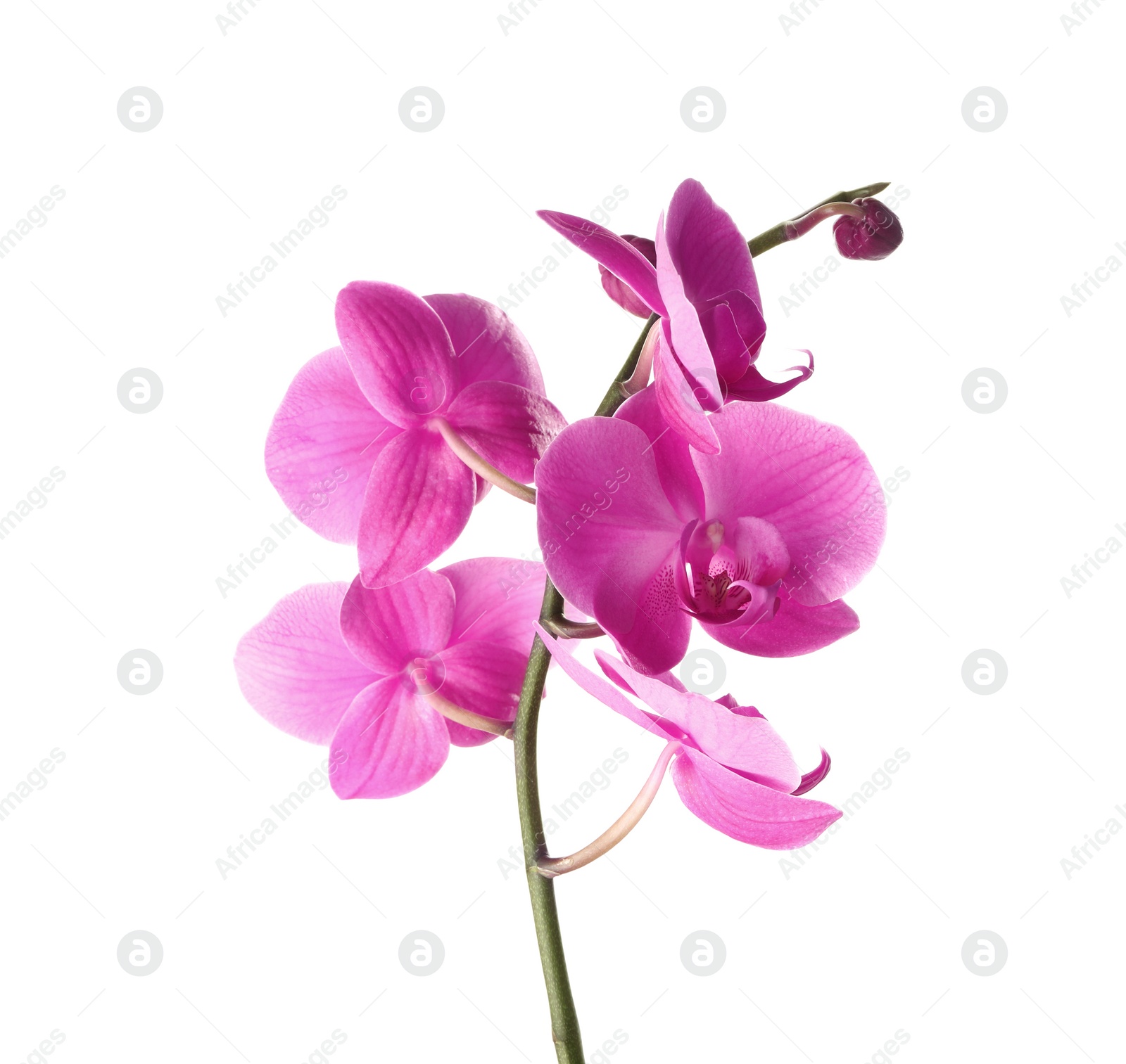 Photo of Branch with beautiful tropical orchid flowers on white background