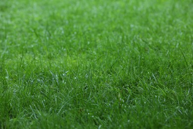 Photo of Fresh green grass with water drops growing outdoors in summer