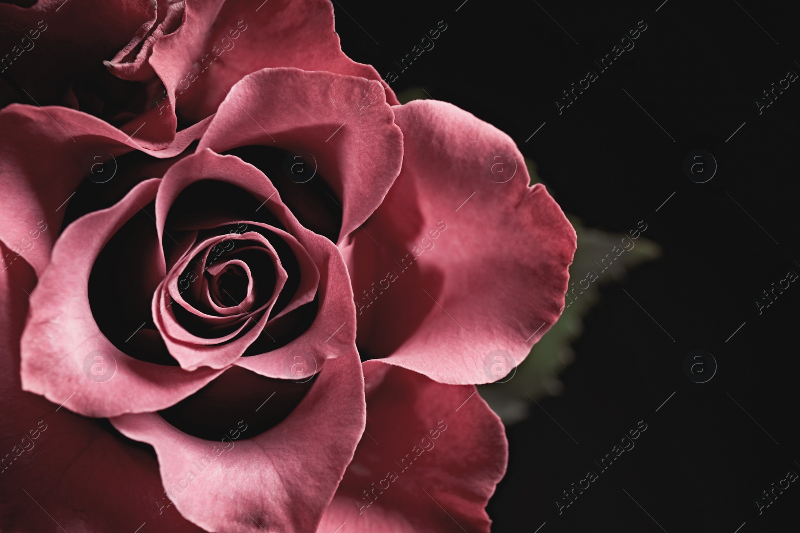 Photo of Beautiful rose on black background, closeup. Floral card design with dark vintage effect