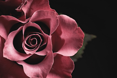 Photo of Beautiful rose on black background, closeup. Floral card design with dark vintage effect