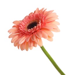 Beautiful pink gerbera flower isolated on white