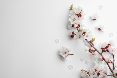 Photo of Beautiful fresh spring flowers on white background, top view