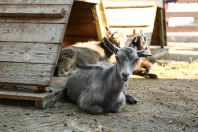 Photo of Cute little goatling on farm. Animal husbandry