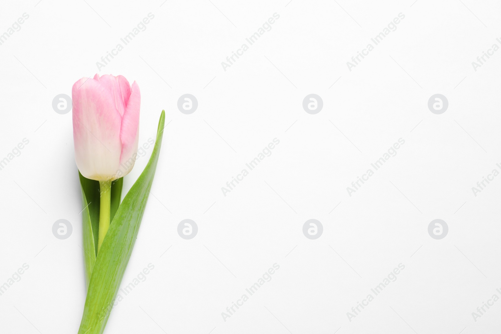 Photo of Beautiful spring tulip on white background, top view. International Women's Day