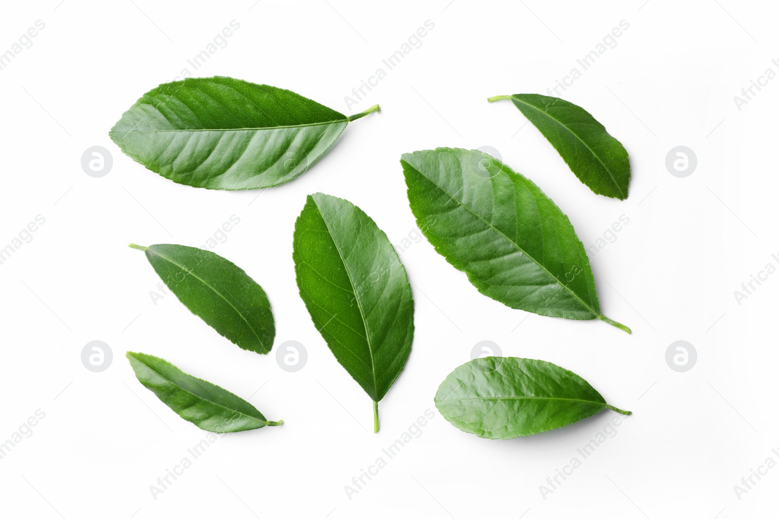 Photo of Fresh green citrus leaves on white background, top view