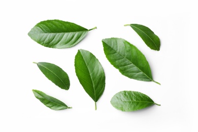 Photo of Fresh green citrus leaves on white background, top view