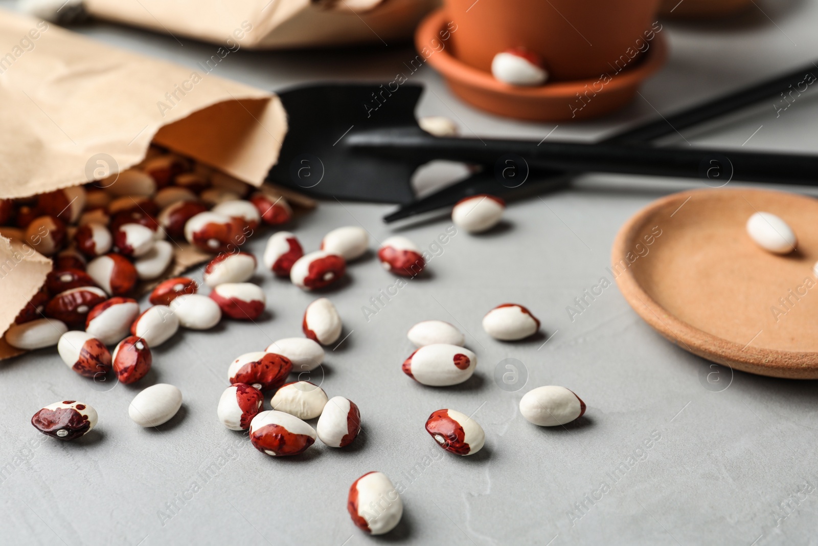 Photo of Paper bag with raw beans on grey table, closeup. Vegetable seeds