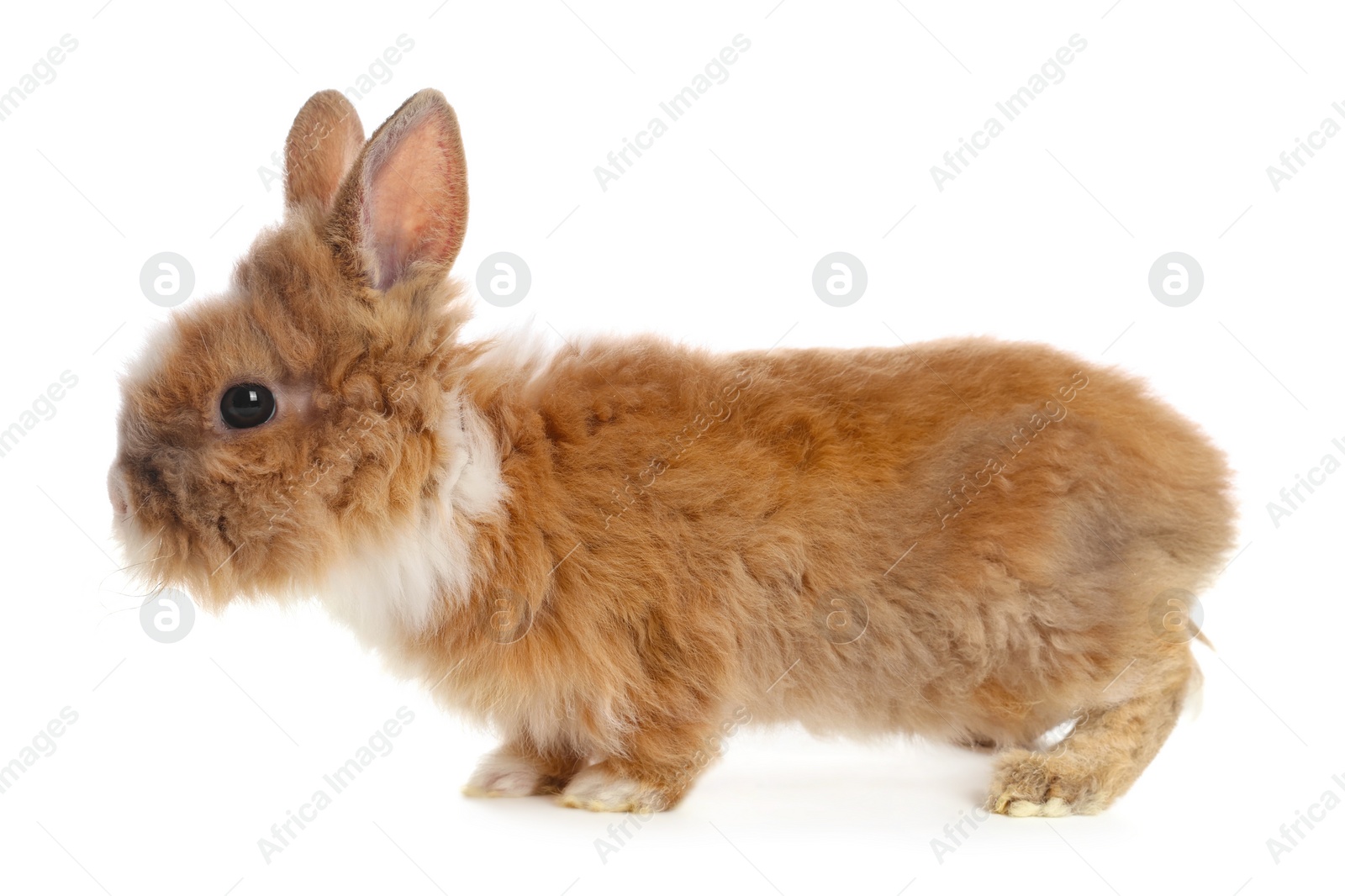 Photo of Cute fluffy pet rabbit isolated on white