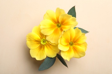 Primrose Primula Vulgaris flowers on beige background, top view. Spring season