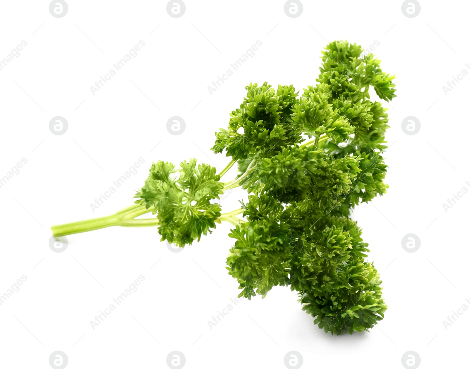 Photo of Fresh green curly parsley on white background