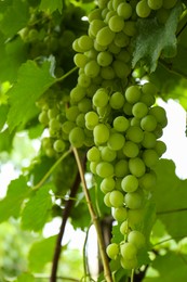 Photo of Ripe juicy grapes on branch growing in vineyard