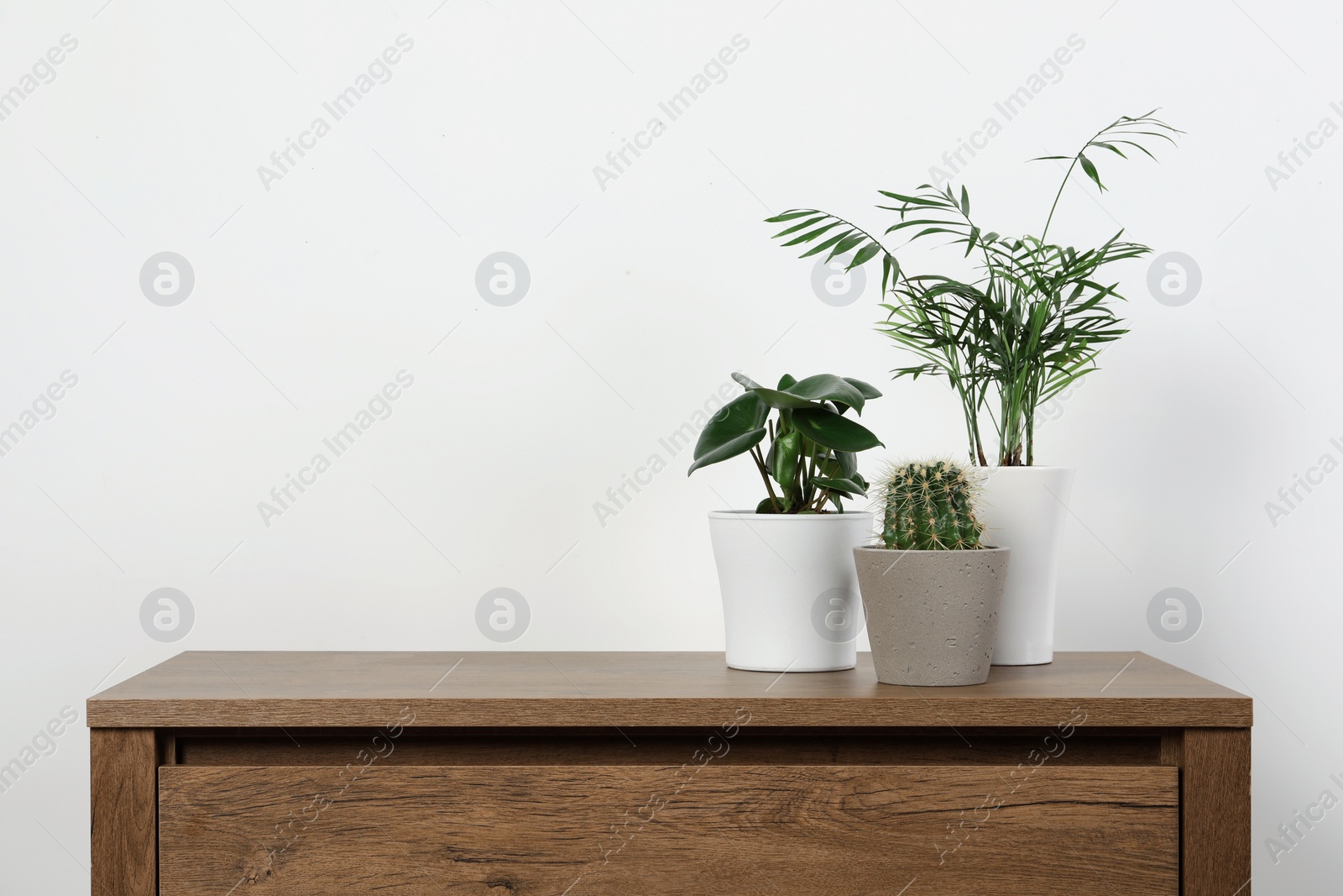 Photo of Many different houseplants in pots on wooden table near white wall, space for text