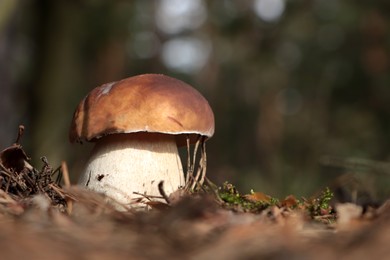 Photo of Beautiful porcini mushroom growing in forest on autumn day, space for text
