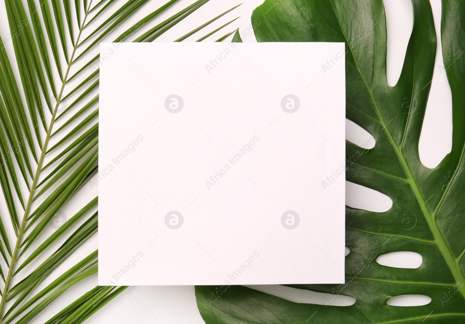 Photo of Beautiful composition with tropical leaves on light background, top view