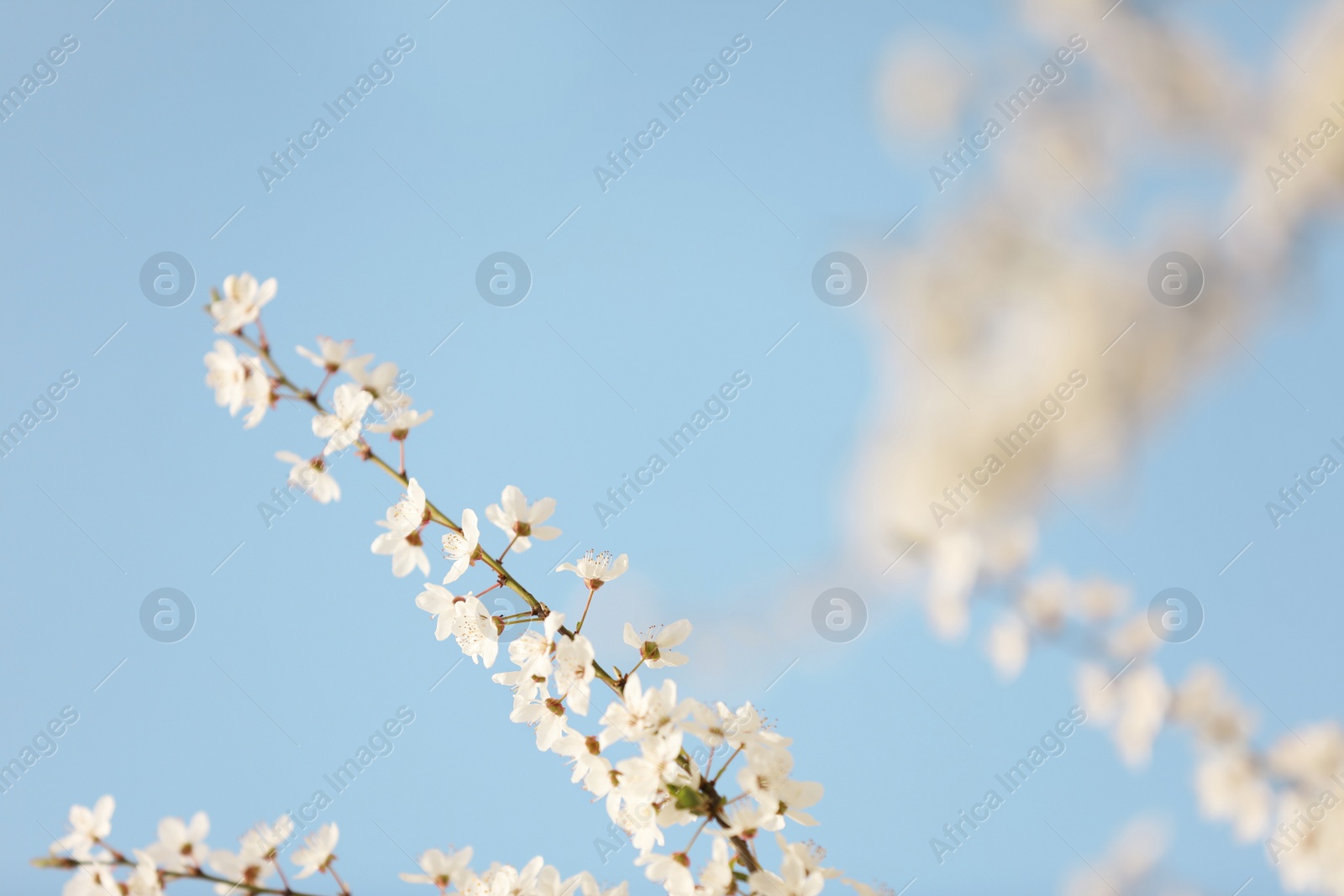 Photo of Closeup view of blossoming tree against blue sky on spring day