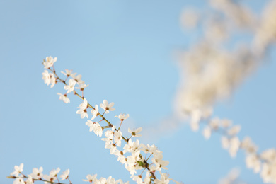 Closeup view of blossoming tree against blue sky on spring day