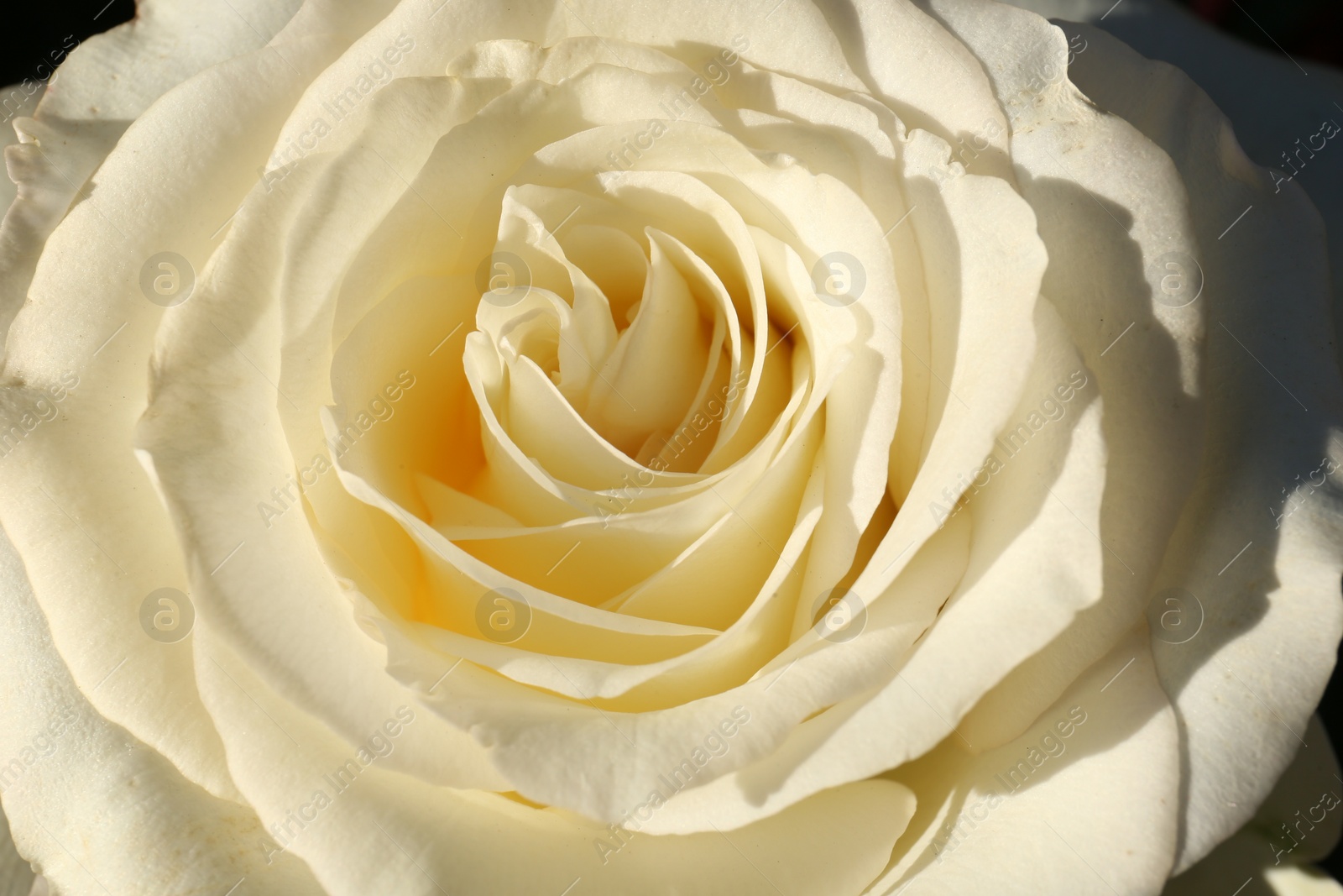 Photo of Beautiful yellow rose blooming on sunny day, closeup