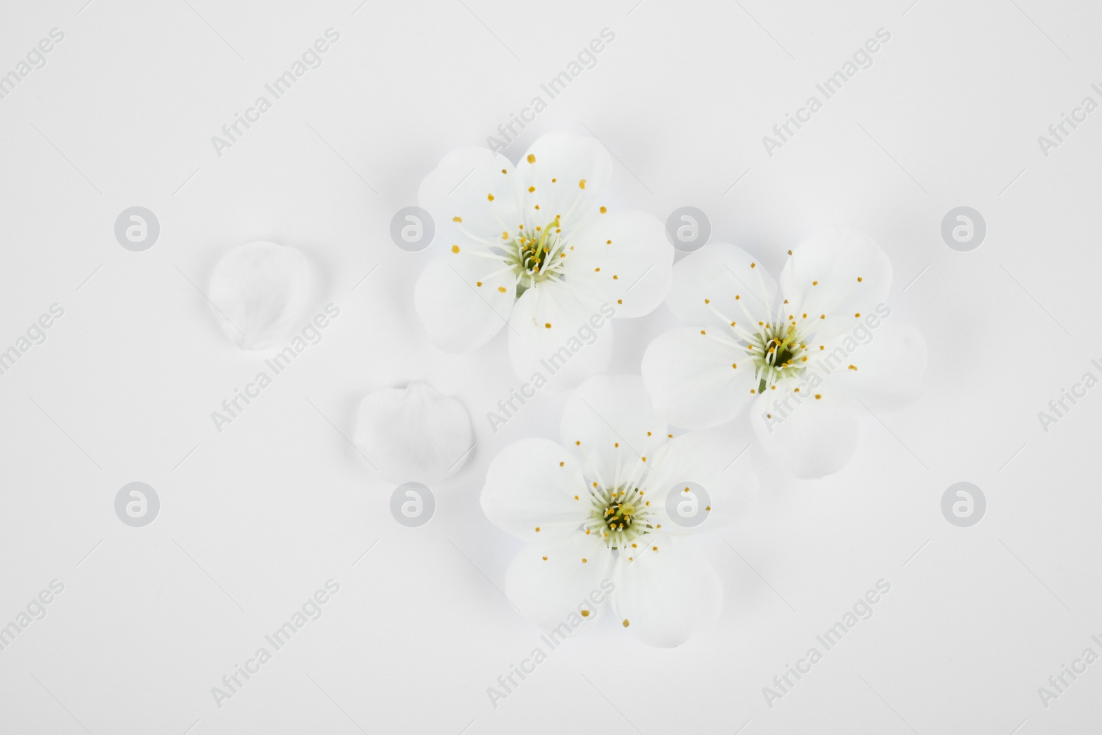 Photo of Beautiful flowers of blooming spring tree on white background