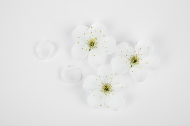 Beautiful flowers of blooming spring tree on white background