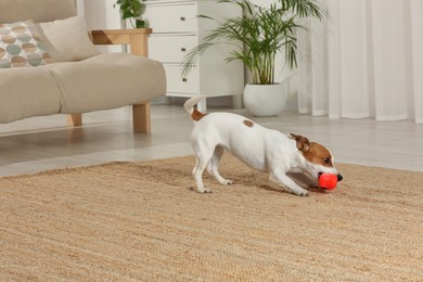 Photo of Cute Jack Russell Terrier playing with toy at home