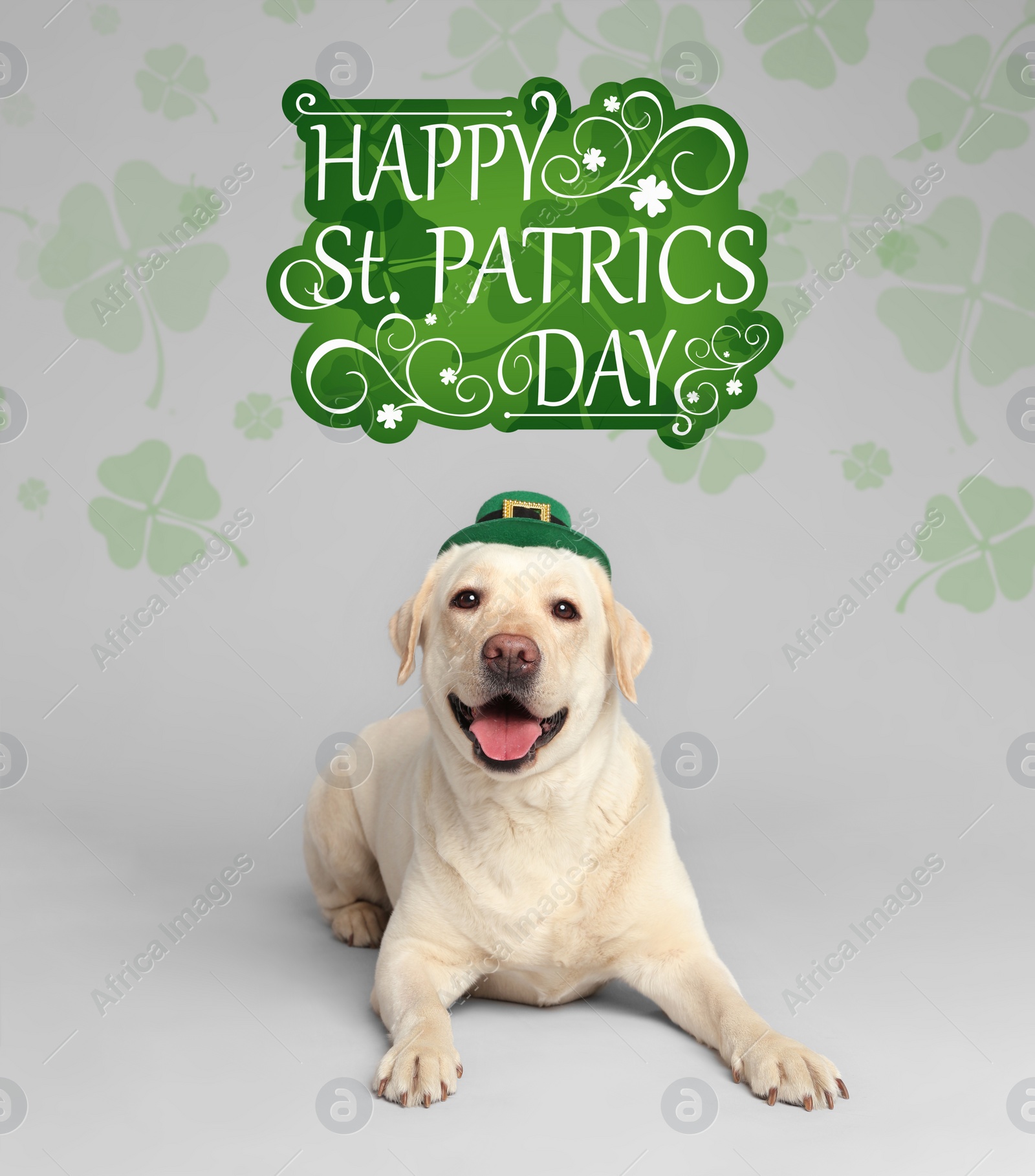 Image of Labrador retriever with leprechaun hat on light grey background. St. Patrick's day