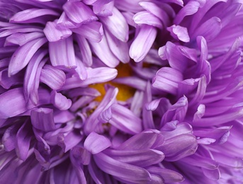 Photo of Beautiful violet aster flower on white background, closeup