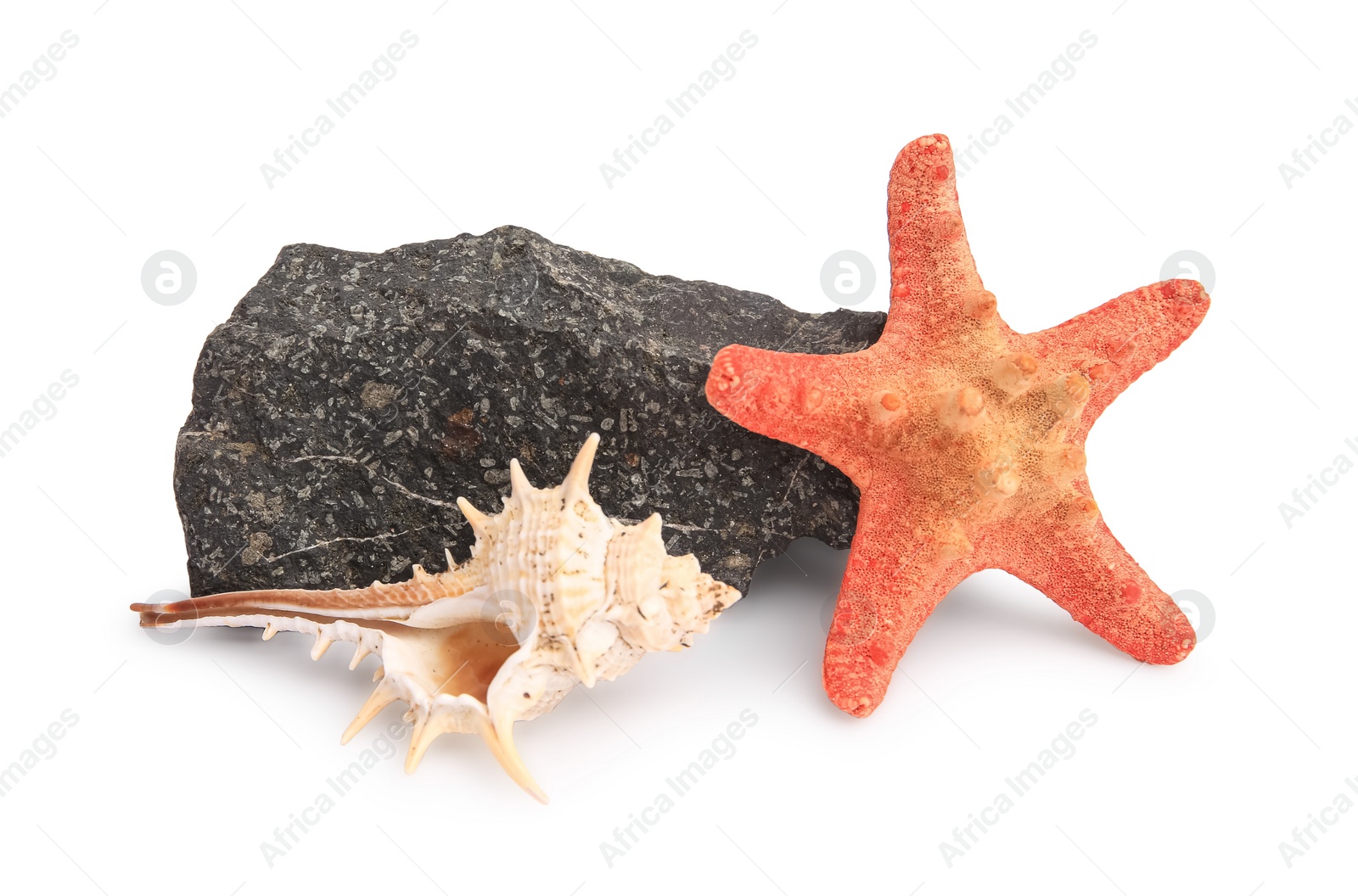 Photo of Beautiful sea star, stone and seashell isolated on white