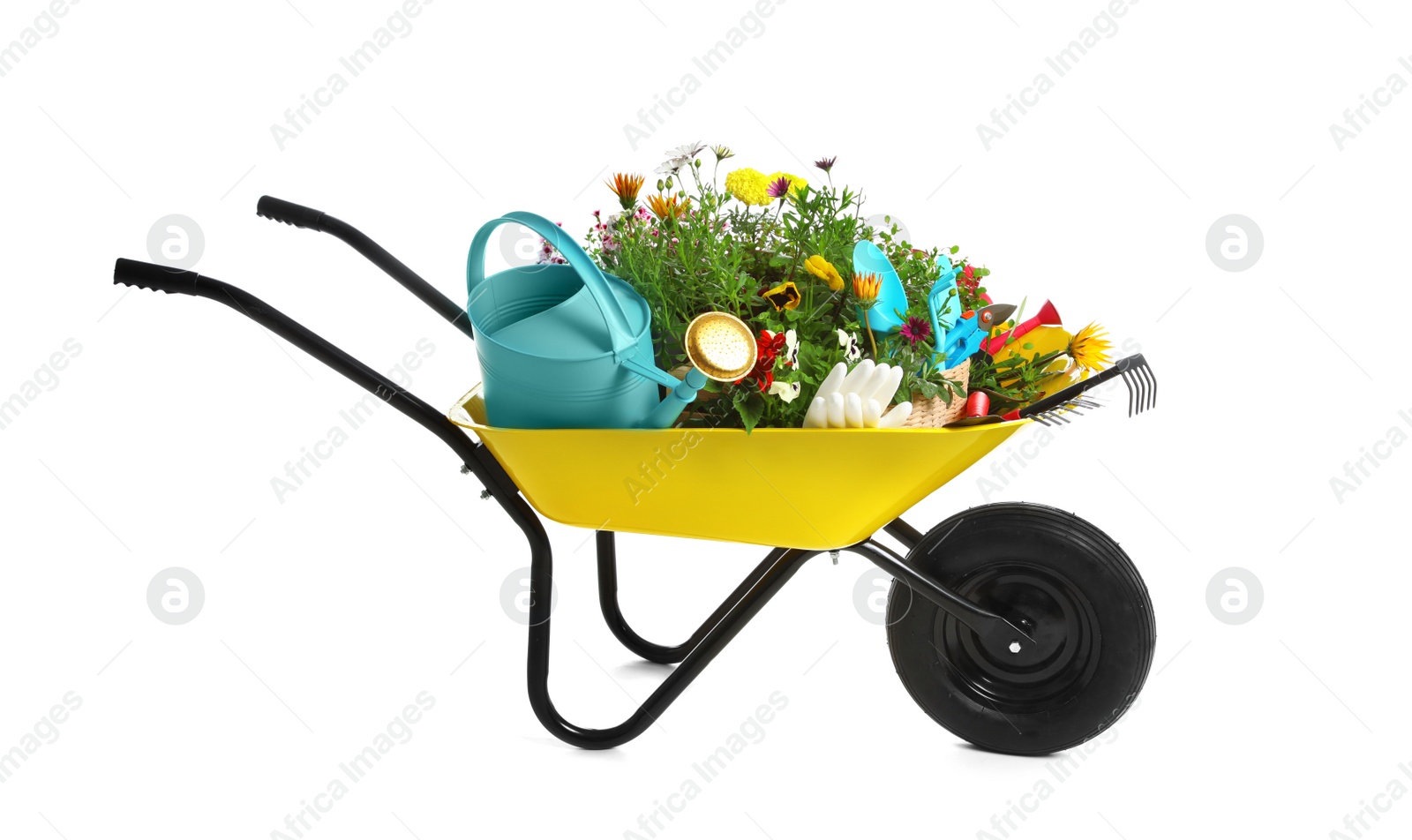 Photo of Wheelbarrow with flowers and gardening tools isolated on white