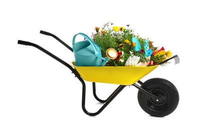 Photo of Wheelbarrow with flowers and gardening tools isolated on white