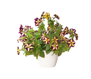 Beautiful petunia flowers in pot on white background 