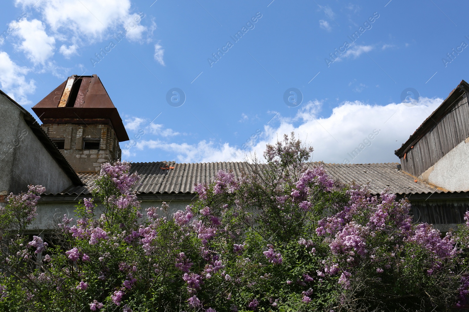 Photo of Beautiful old house and aromatic lilac flowers on sunny day