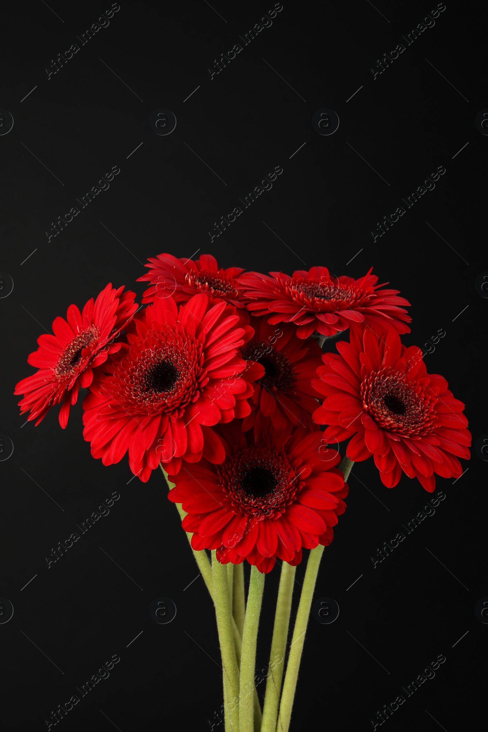 Photo of Bouquet of beautiful red gerbera flowers on black background