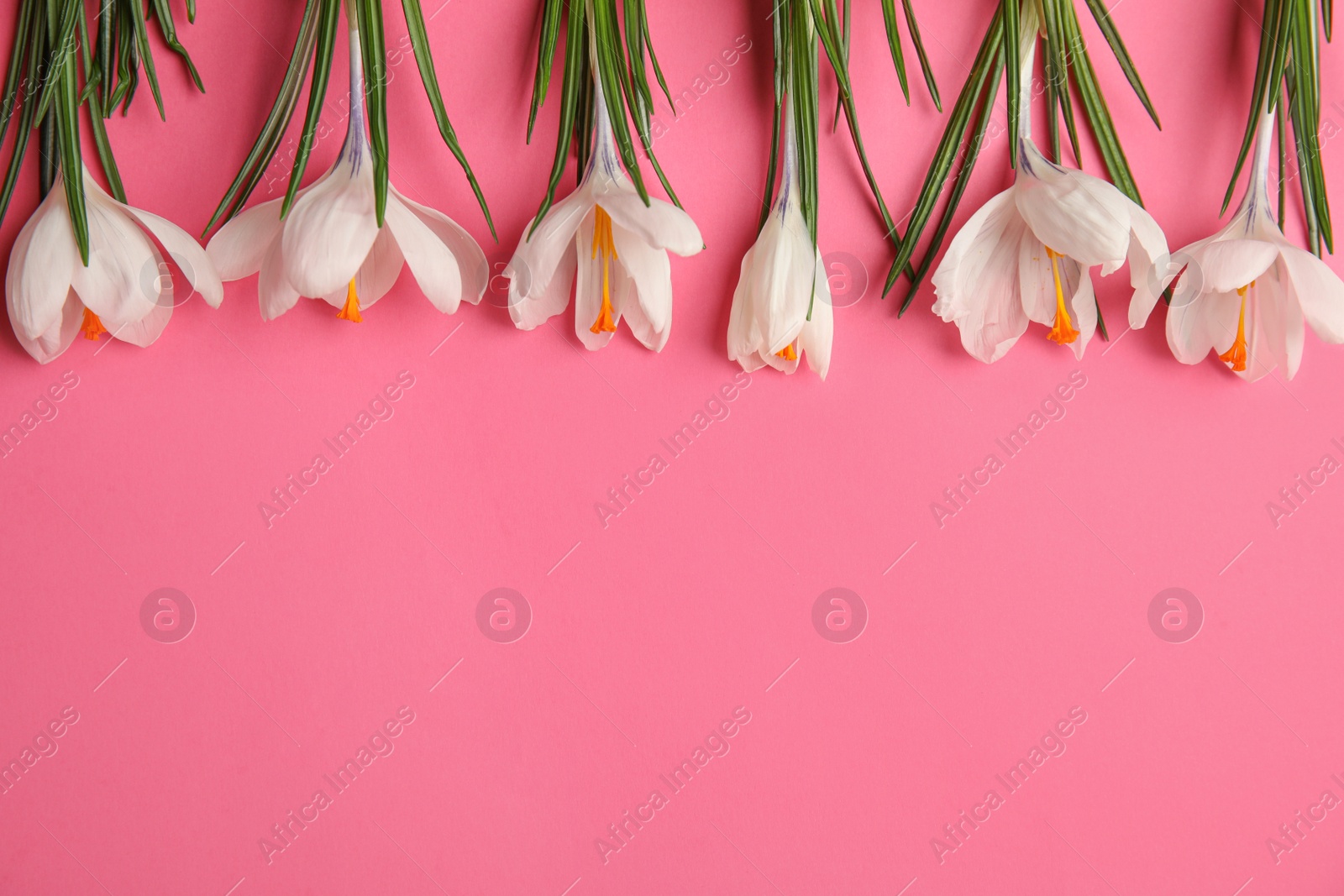Photo of Beautiful spring crocus flowers on pink background, flat lay. Space for text