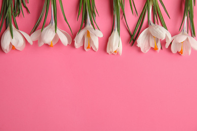 Photo of Beautiful spring crocus flowers on pink background, flat lay. Space for text