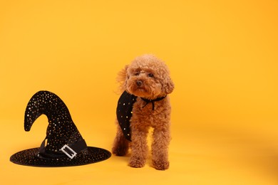 Cute Maltipoo dog with hat dressed in witch for Halloween celebration on orange background, space for text