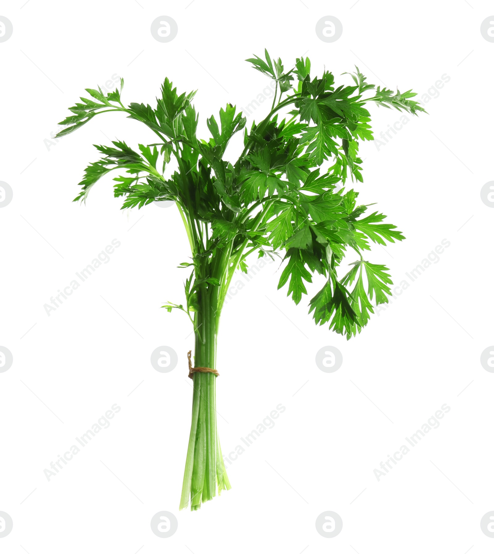 Photo of Bunch of fresh green parsley on white background