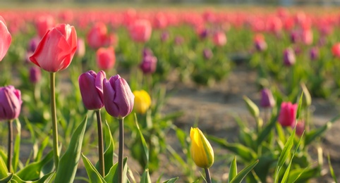 Field with fresh beautiful tulips. Blooming flowers