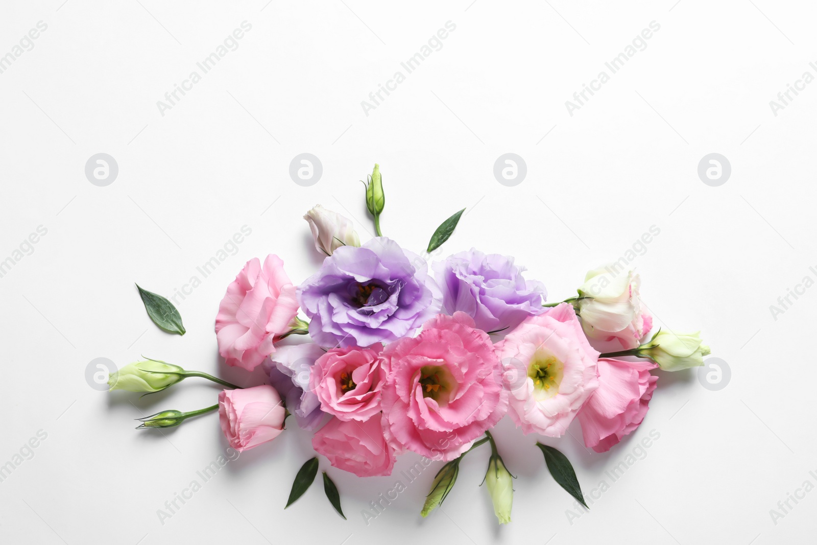 Photo of Flat lay composition with beautiful Eustoma flowers on light background