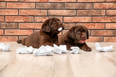 Mischievous chocolate Labrador Retriever puppies and torn paper near wall indoors