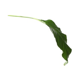 Photo of Leaf of tropical spathiphyllum plant isolated on white