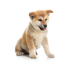 Adorable Akita Inu puppy on white background