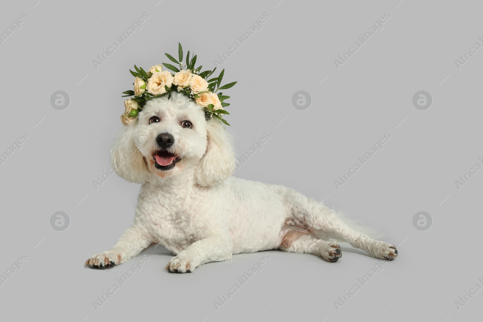 Photo of Adorable Bichon wearing wreath made of beautiful flowers on grey background