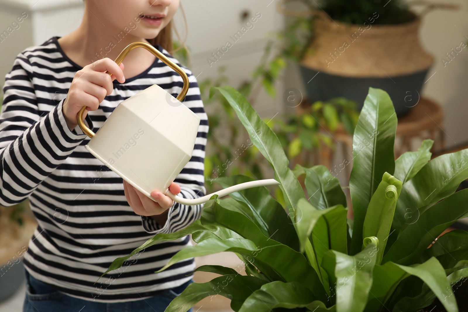 Photo of Little girl watering beautiful green plant at home, closeup. House decor