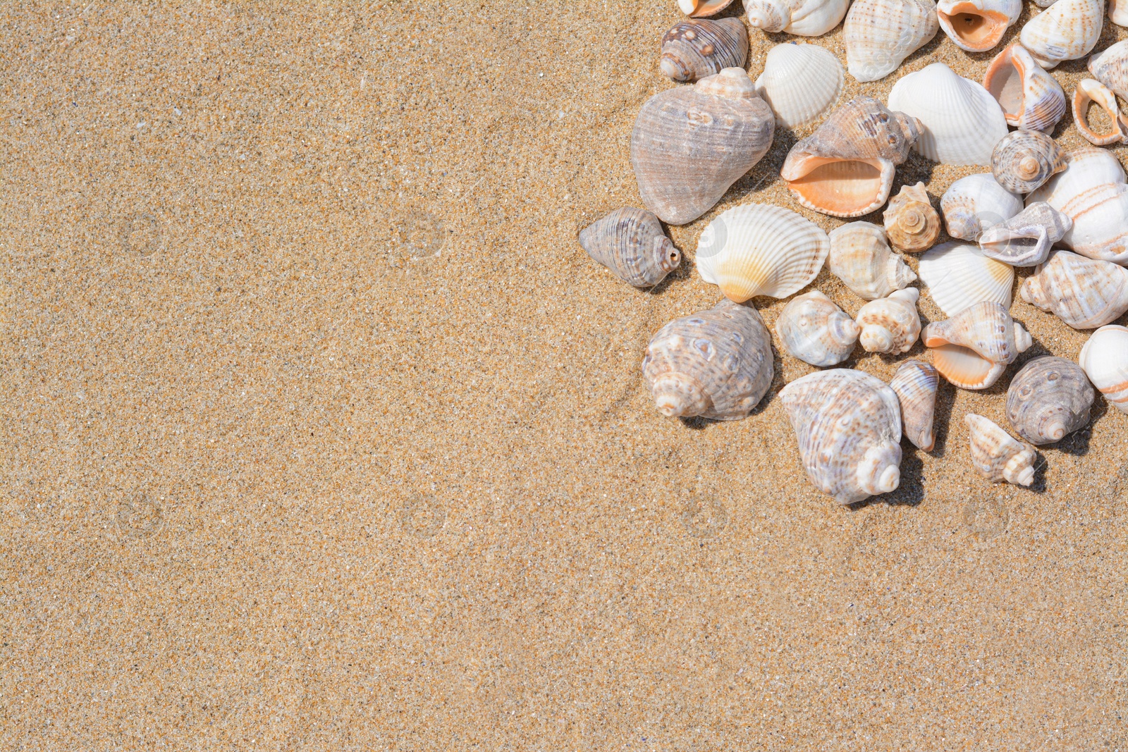 Photo of Many beautiful sea shells on sandy beach, flat lay. Space for text
