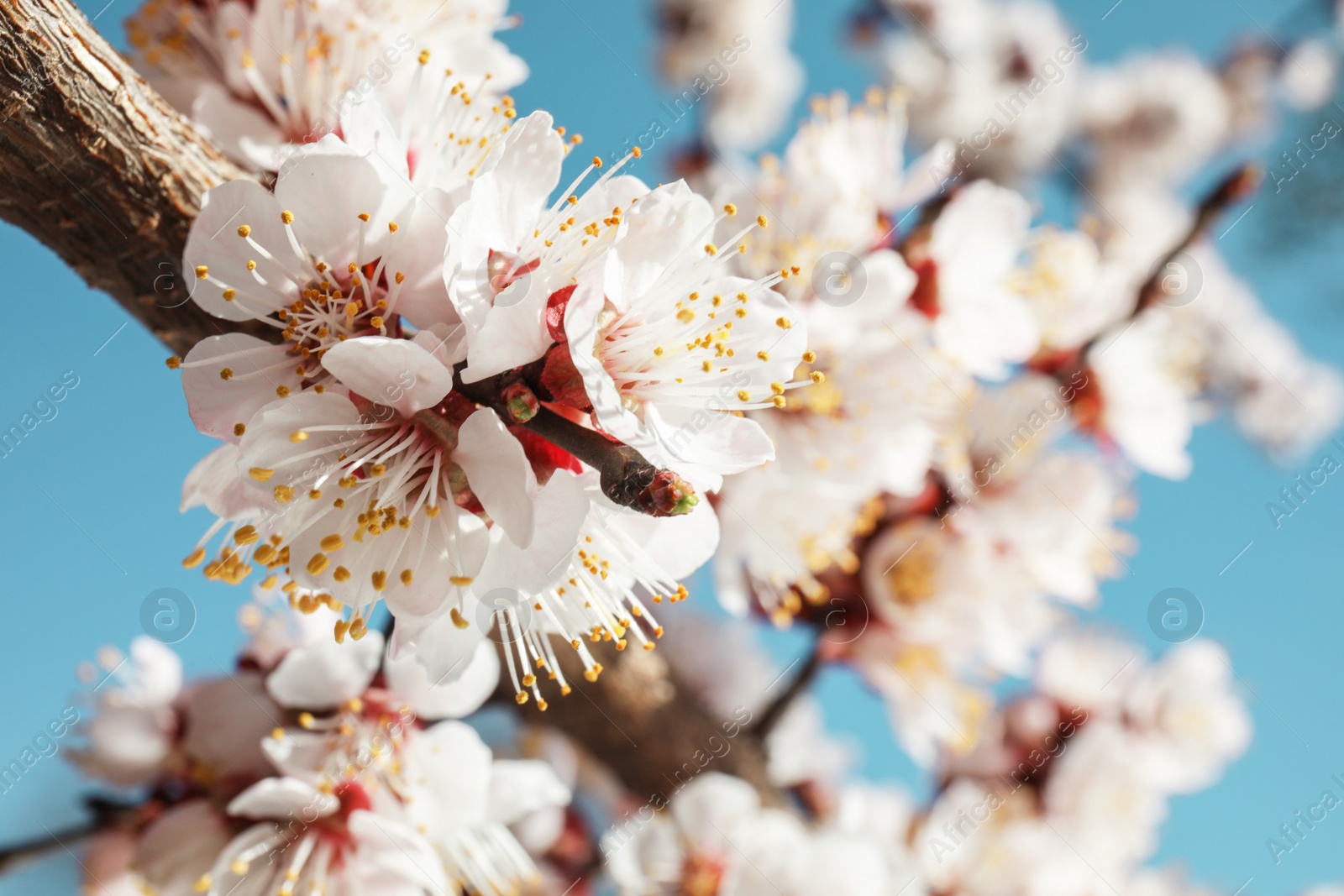 Photo of Closeup view of blossoming apricot tree on sunny day outdoors. Springtime