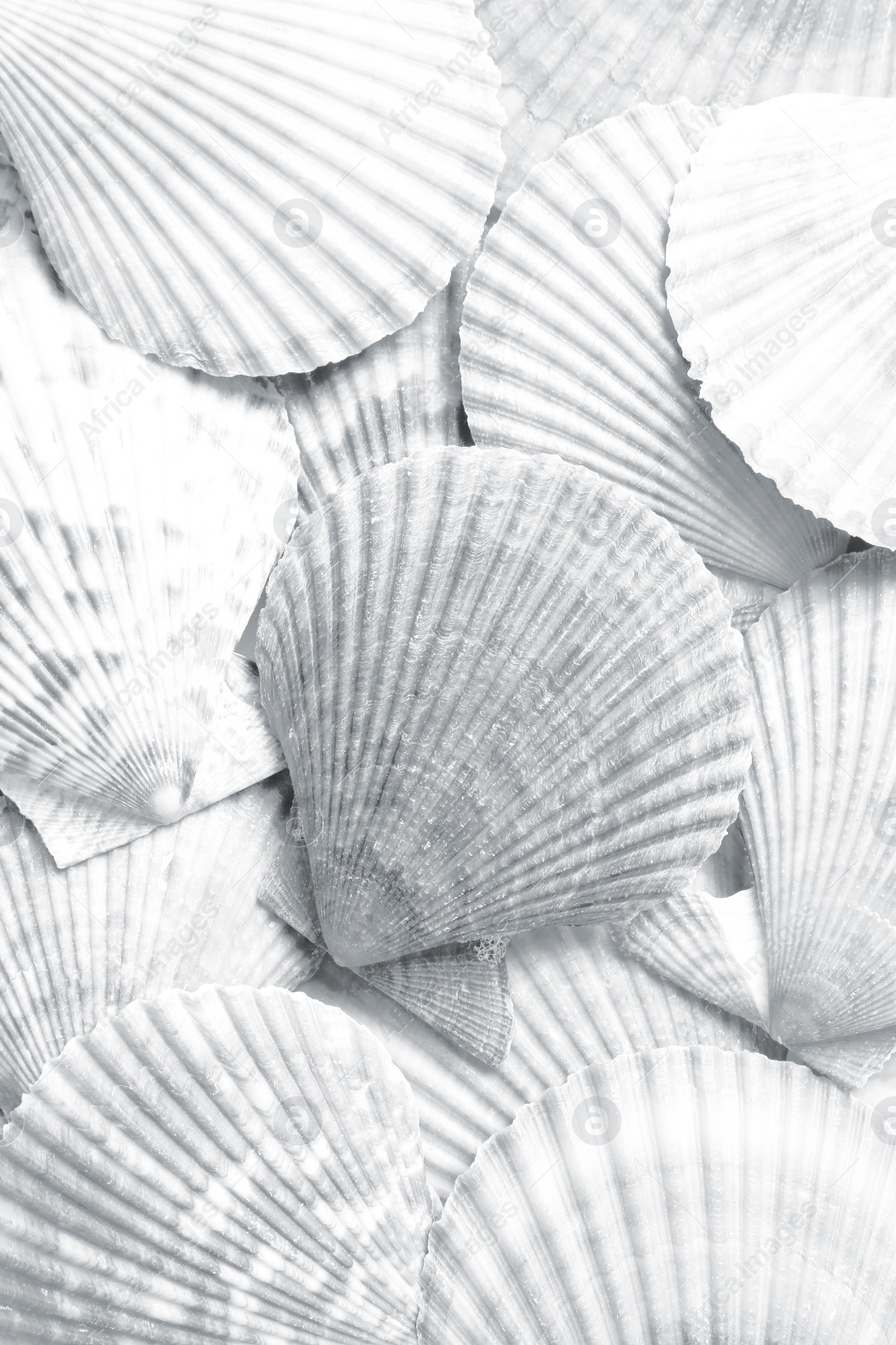 Image of Many seashells as background, top view. Black and white effect