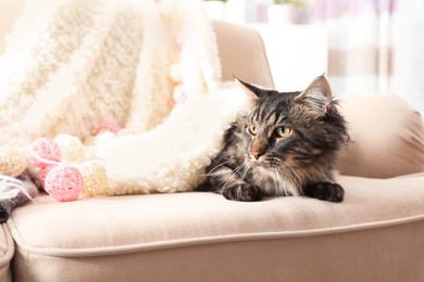 Photo of Cute cat with blanket on sofa at home. Warm and cozy winter