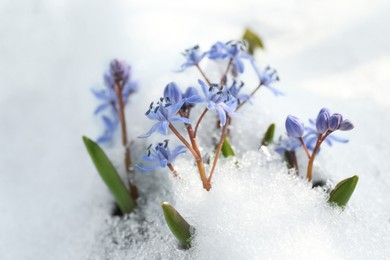 Photo of Beautiful lilac alpine squill flowers growing through 
snow outdoors