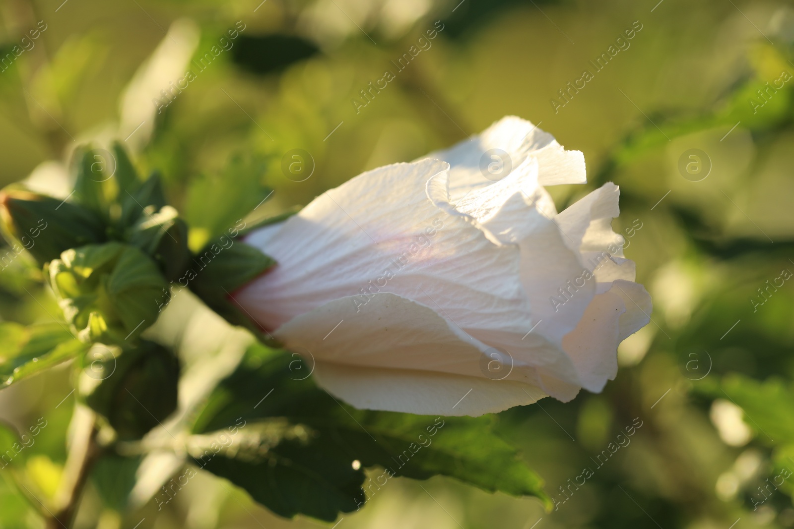 Photo of Beautiful white hibiscus bud growing outdoors, closeup