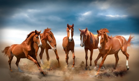 Image of Beautiful horses kicking up dust while running through desert